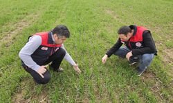 Acıpayam’da yerli tohumlar yeşerecek!