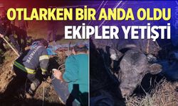 Denizli’de foseptik çukuruna düşen inek için seferber oldular...