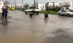 Gölet taştı, asfalta balık yağdı! Poşetini alan oraya koştu...