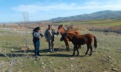 Bekilli’de atlar kayıt altına alınıyor
