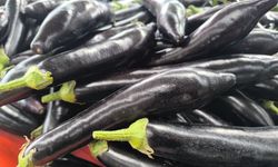 Antalya'daki olumsuz hava şartları patlıcanın tadını kaçırdı