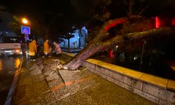 Aydın'da faciadan dönüldü: Asırlık çam ağacı devrildi