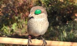 Atmacacılık geleneği için Meclis’ten karar çıktı