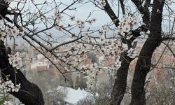 Badem ağaçları çiçek açtı