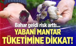 Bahar geldi, risk arttı: Yabani mantar tüketimine dikkat!