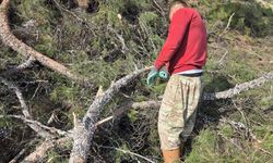Kesilen basralı dallar arıcılar için ormana bırakıldı