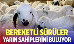 Bereketli sürüler yarın sahiplerini buluyor
