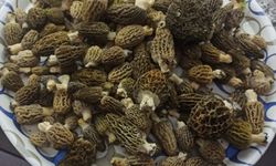 Buldan ormanlarında kuzugöbeği bereketi