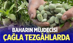 Baharın müjdecisi çağla tezgâhlarda