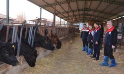 Denizli'de hayvancılığa can suyu