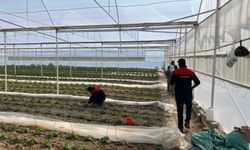 Denizli'de üretim alanlarında yoğun mesai