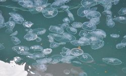 Balıkçıların kabusu oldular! Yüzlercesi istila etti...