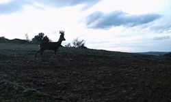 Karacalar fotokapana yakalandı