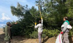 Çam kese böceğine karşı mücadele sürüyor