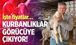 Kurbanlıklar görücüye çıkıyor! İşte fiyatlar…