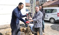 Kütahya’da yerel kiraz türleri yeniden toprakla buluşuyor