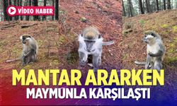 Mantar ararken maymunla karşılaştı