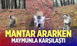Mantar ararken maymunla karşılaştı
