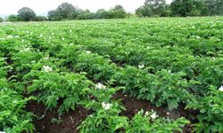 Patates üreticilerine ’Bitki Pasaportu’ uyarısı!