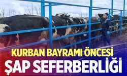 Kurban Bayramı öncesi şap seferberliği
