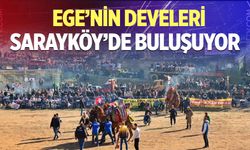 Ege’nin develeri Sarayköy’de buluşuyor