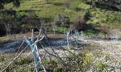 Ağaç kesimi olayında şüpheli gözaltına alındı