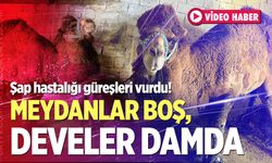 Şap hastalığı güreşleri vurdu! Meydanlar boş, develer damda