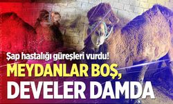 Şap hastalığı güreşleri vurdu! Meydanlar boş, develer damda