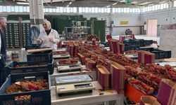 Sarayköy’de pestititle savaş başladı