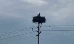 Baharın müjdecisi leylekler yuvalarına döndü