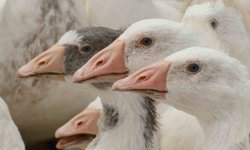 Anadolu kazına "milli kimlik"