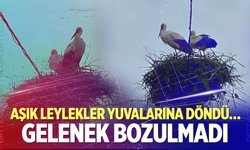 Aşık Leylekler Yuvalarına Döndü…