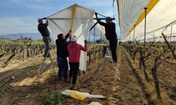 Bağlar tüllerle kaplanıyor