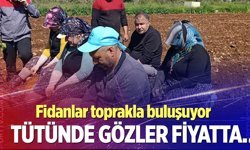 Beyağaç’ta tütün sezonu başladı