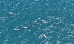 Bahar gelince boğaz’da yunus şöleni