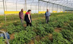 Buldan’da bağ ve seralara yakın markaj