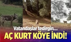 Buldan’da kurt bir kez daha görüldü