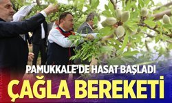 Denizli’nin Pamukkale İlçesinde çağla hasadı başladı