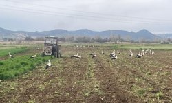 Çiftçinin doğal mesai arkadaşları iş başında