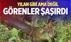 Demir yılan Bozkurt’ta ortaya çıktı
