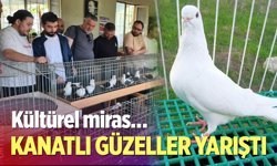 Denizli azman güvercinleri güzellikleriyle mest etti