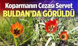 Buldan’da Anemon Lalesi Heyecanı! Koparmanın cezası dudak uçuklattı