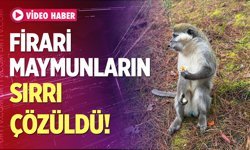 Denizli'deki firari maymunların sırrı çözüldü
