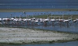 Flamingoların dansı Acıgöl’de büyüledi: Başkan Altıner'den davet var!