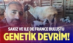 Sakız ve Ile de France buluştu, verim zirve yaptı
