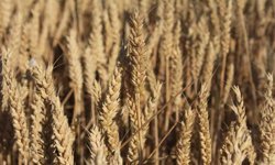 Dünya hububat üretiminde bir ilk gerçekleşecek