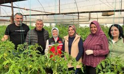 370 bin tonluk rekolte kadınlara emanet!