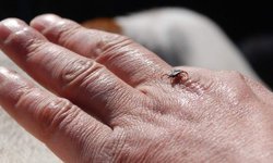 Keneler aktif: Kırım Kongo Kanamalı Ateşi riski artıyor