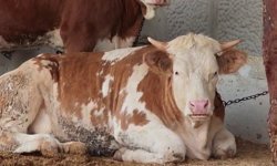 Kurban pazarında hareketlilik başladı