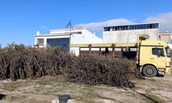 Kuru Geven köylünün gelir kaynağı oldu